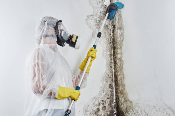 Best Black Mold Removal  in North Tustin, CA